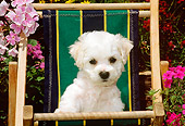 PUP 27 CE0012 01
Shoulder Shot Of Bichon Frise Puppy Sitting In Beach Chair By Flowers