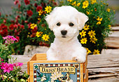 PUP 27 CE0013 01
Bichon Frise Puppy Standing In Wooden Box By Flowers