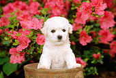 PUP 27 CE0014 01
Bichon Frise Puppy Standing In Planter By Flowers