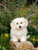 PUP 27 CE0017 01
Bichon Frise Puppy Sitting On Rock In Garden