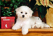 PUP 27 CE0018 01
Bichon Frise Puppy Laying On Stairs By Christmas Present