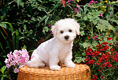 PUP 27 CE0019 01
Bichon Frise Puppy Sitting On Wicker Stool By Flowers