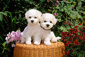 PUP 27 CE0020 01
Two Bichon Frise Puppies Sitting On Wicker Stool By Flowers