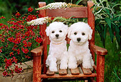 PUP 27 CE0021 01
Two Bichon Frise Puppies Sitting On Wooden Chair By Flowers