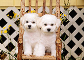 PUP 27 CE0022 01
Two Bichon Frise Puppies Sitting On Wooden Chair By House