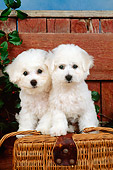 PUP 27 CE0023 01
Two Bichon Frise Puppies Sitting On Wicker Basket