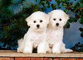 PUP 27 CE0024 01
Two Bichon Frise Puppies Sitting On Wooden Platform By Plants
