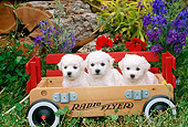PUP 27 CE0025 01
Three Bichon Frise Puppies Sitting In Wagon By Flowers In Garden