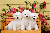 PUP 27 CE0027 01
Three Bichon Frise Puppies Sitting On Wooden Bench By Pink Flowering Shrub By House