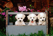 PUP 27 CE0028 01
Three Bichon Frise Puppies Standing In Blue Wooden Toolbox By Flowers And Woodpile