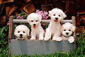 PUP 27 CE0029 01
Four Bichon Frise Puppies Standing In Blue Wooden Toolbox By Flowers And Woodpile