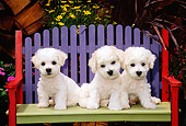 PUP 27 CE0030 01
Three Bichon Frise Puppies Sitting On Colorful Wooden Bench By Flowers And Woodpile