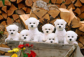 PUP 27 CE0031 01
Seven Bichon Frise Puppies Standing In Wheelbarrow By Flowers And Woodpile