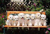 PUP 27 CE0032 01
Seven Bichon Frise Puppies Sitting On Bench In Garden