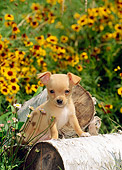 PUP 27 CE0033 01
Chihuahua Puppy Standing On Log By Yellow Flowers