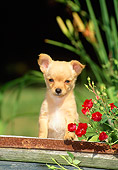 PUP 27 CE0035 01
Shoulder Shot Of Chihuahua Puppy Standing Behind Wooden Cart By Red Flowers