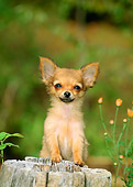 PUP 27 CE0036 01
Shoulder Shot Of Chihuahua Puppy Standing Behind Post