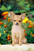 PUP 27 CE0037 01
Chihuahua Puppy Sitting On Rock By Flowers