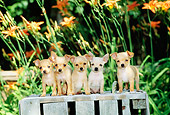 PUP 27 CE0038 01
Five Chihuahua Puppies Sitting On Wooden Crate By Flowers
