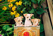 PUP 27 CE0039 01
Three Chihuahua Puppies Sitting In Apple Box By Yellow Flowers