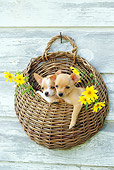 PUP 27 CE0040 01
Two Chihuahua Puppies Sitting In Basket Hanging On Wall