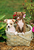 PUP 27 CE0042 01
Two Chihuahua Puppies Sitting In Basket Hanging On Wall