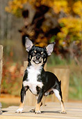 PUP 27 CE0044 01
Chihuahua Puppy Standing On Deck By Autumn Trees
