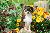 PUP 27 CE0047 01
Chihuahua Puppy Sitting On Rock By Orange Flowers