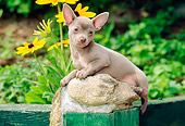 PUP 27 CE0048 01
Chihuahua Puppy Laying On Rock By Yellow Flowers