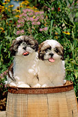 PUP 27 CE0052 01
Two Shih Tzu Puppies Sitting On Barrel By Flowers