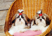 PUP 27 CE0053 01
Two Shih Tzu Puppies Laying On Cushion In Wicker Chair