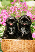 PUP 27 CE0054 01
Two Shih Tzu Puppies Sitting On Wicker Stool