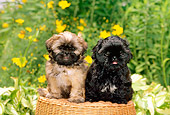 PUP 27 CE0055 01
Two Shih Tzu Puppies Sitting On Wicker Stool