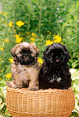 PUP 27 CE0055 02
Two Shih Tzu Puppies Sitting On Wicker Stool