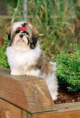PUP 27 CE0056 01
Shih Tzu Puppy Standing In Planter By Flowers