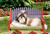 PUP 27 CE0057 01
Shih Tzu Puppy Laying On Colorful Bench In Flower Garden