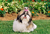 PUP 27 CE0058 01
Shih Tzu Puppy Laying On Grass By Flowers