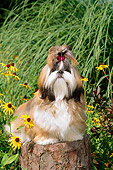 PUP 27 CE0059 01
Shih Tzu Puppy Sitting On Tree Stump By Flowers And Ornamental Grass
