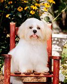 PUP 27 CE0060 01
Shih Tzu Puppy Sitting On Chair By Yellow Flowers