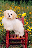 PUP 27 CE0061 01
Shih Tzu Puppy Standing On Chair In Field Of Yellow Flowers