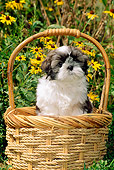 PUP 27 CE0062 01
Shih Tzu Puppy Sitting In Basket By Yellow Flowers