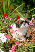 PUP 27 CE0063 01
Shih Tzu Puppy Sitting In Flower Garden