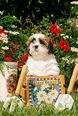 PUP 27 CE0064 01
Shih Tzu Puppy Sitting In Wooden Crate By Flowers And Tools