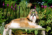 PUP 27 CE0065 01
Shih Tzu Puppy Laying On Bench In Garden
