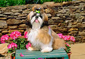 PUP 27 CE0066 01
Shih Tzu Puppy Sitting On Bench By Pink Flowers And Stone Wall