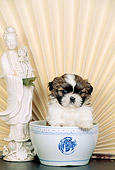PUP 27 CE0067 01
Shih Tzu Puppy Sitting In Bowl By Fan And Statue