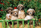 PUP 27 CE0068 01
Four Lhasa Apso Puppies Standing In Straw In Green Cart By Shrub