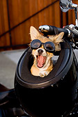 PUP 27 CW0018 01
Humorous Shot Of Chihuahua Longhair Brown Wearing Goggles In Motorcycle Helmet