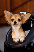 PUP 27 CW0019 01
Portrait Head Shot Of Chihuahua Longhair Brown Puppy In Motorcycle Helmet