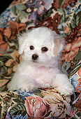PUP 27 DC0003 05
Bichon Frise Puppy In Floral Chair